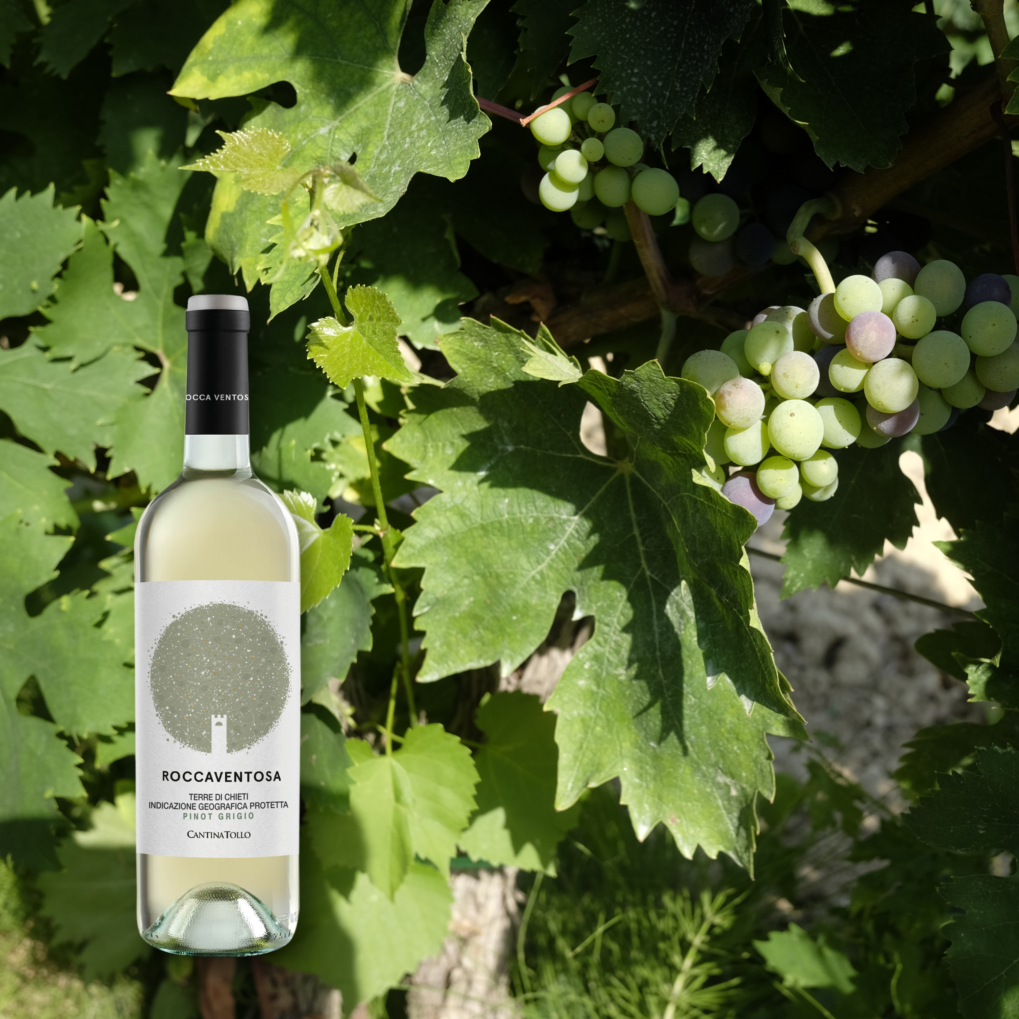 Rocca Ventosa Pinot Grigio Terre Di Chieti IGP, 750mL