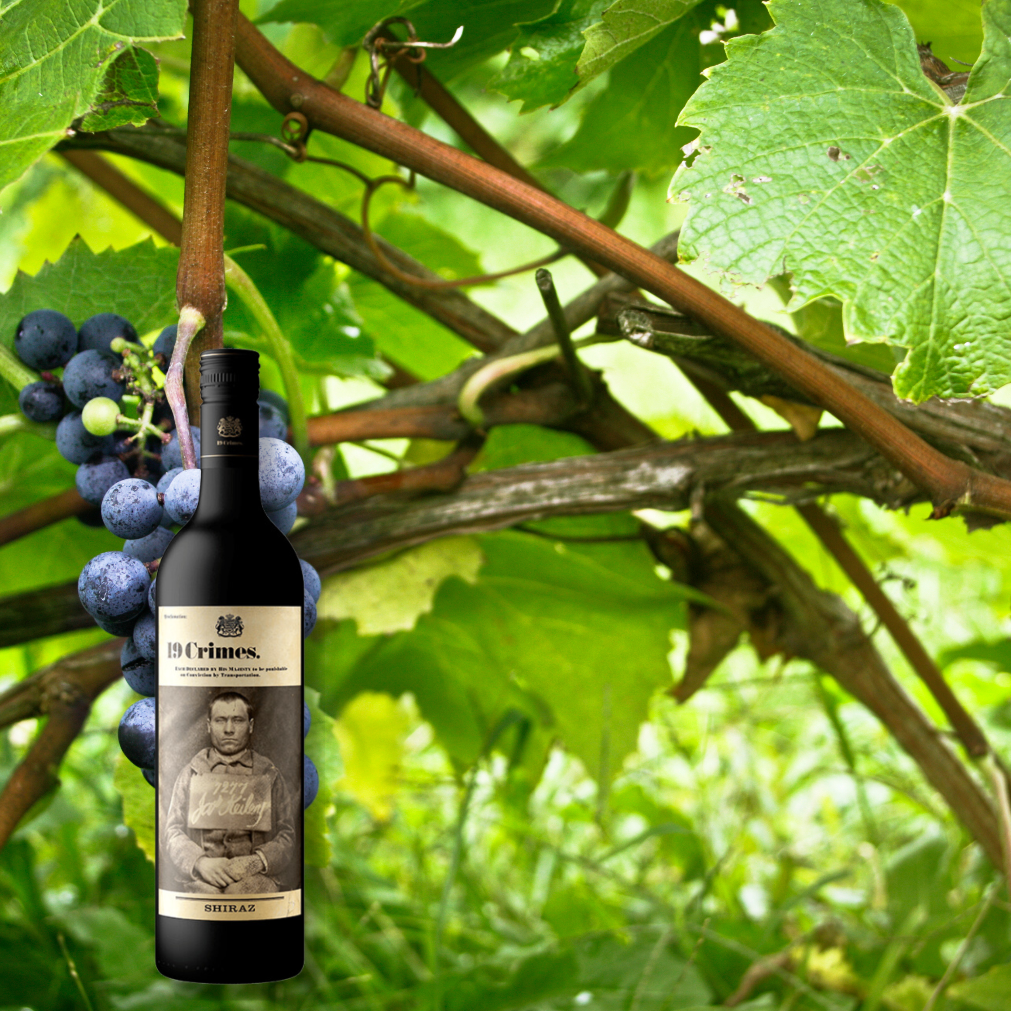 19 Crimes Shiraz, 750mL