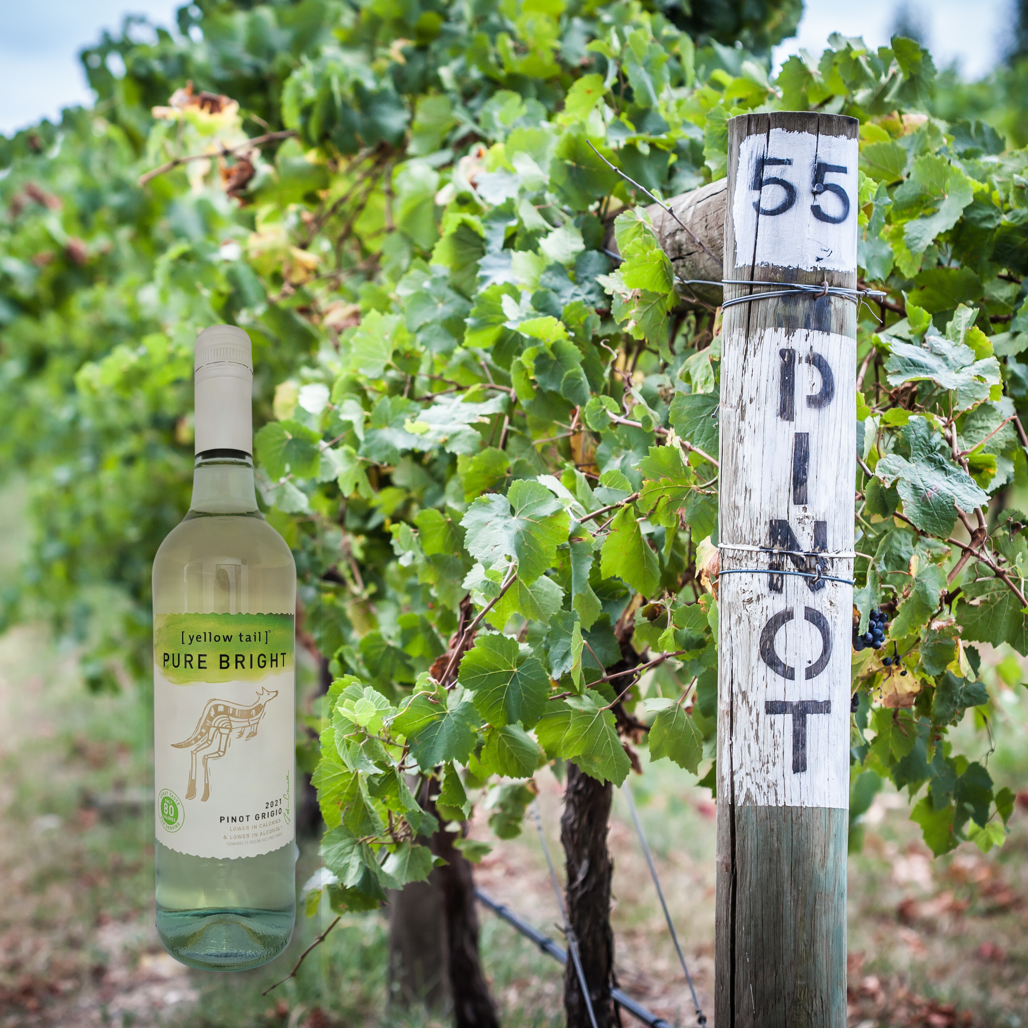 Yellow Tail Pure Bright &