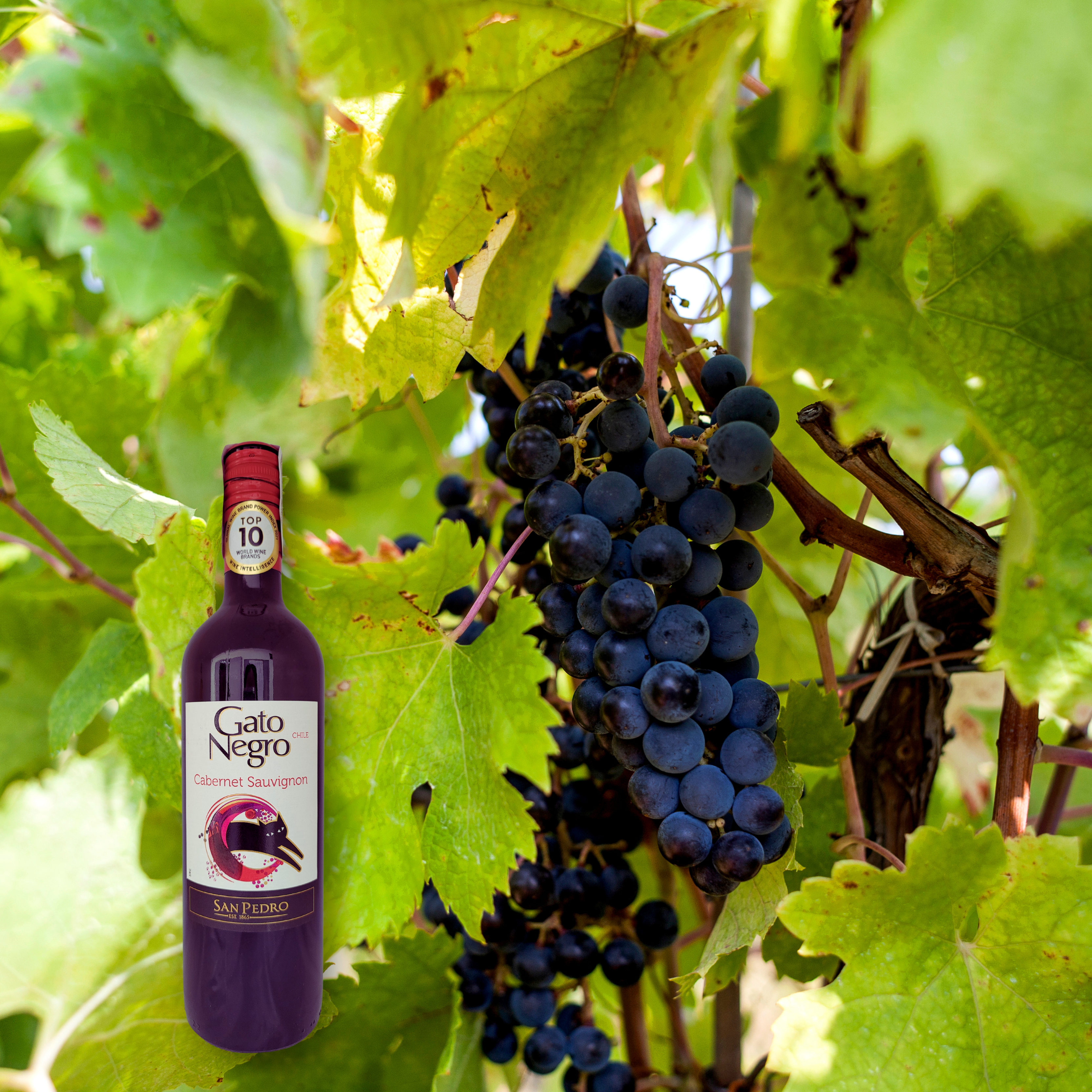 Gato Negro Cabernet Sauvignon 2022, 750mL