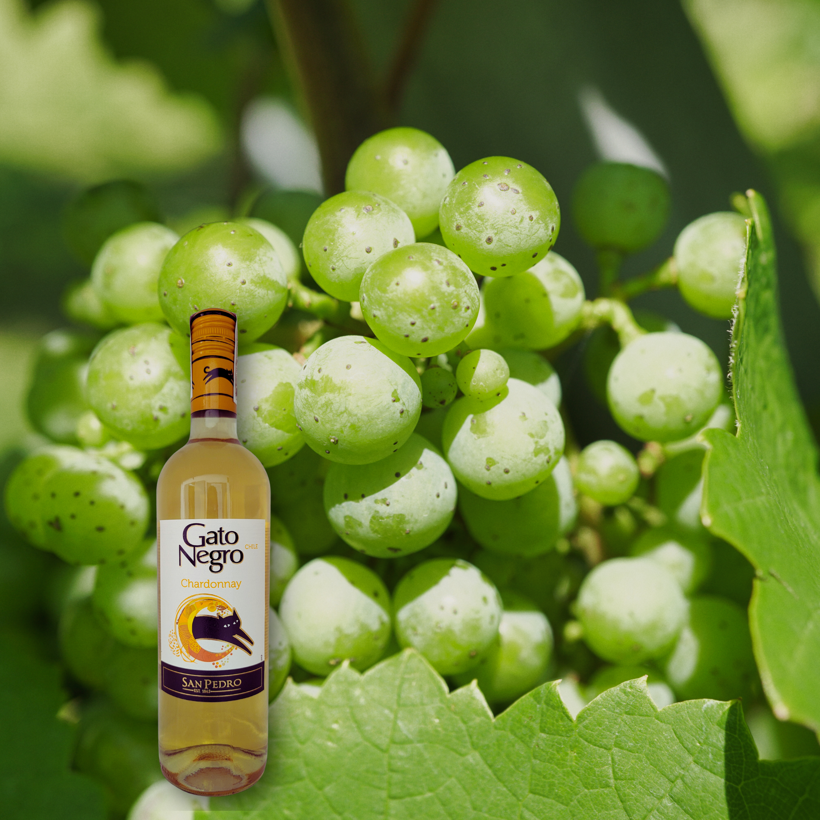 Gato Negro Chardonnay 2020, 750mL