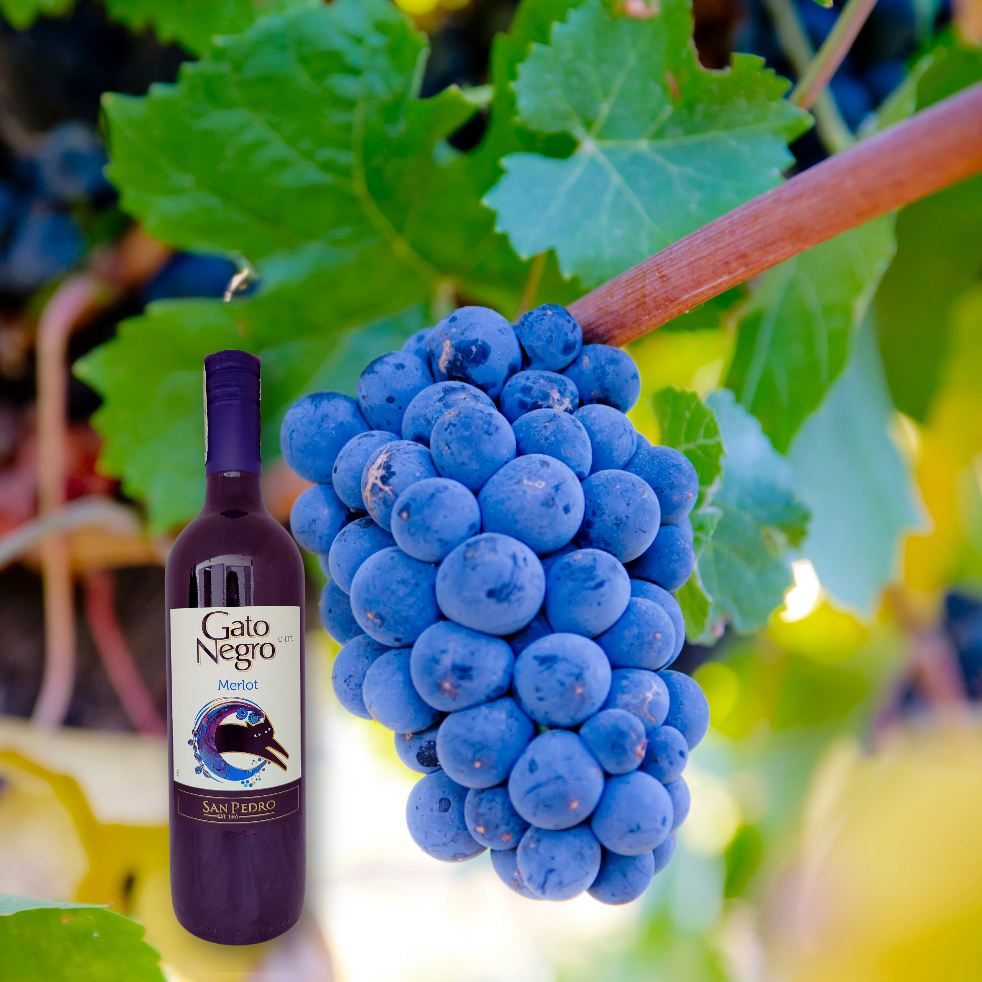 Gato Negro Merlot 2022, 750mL