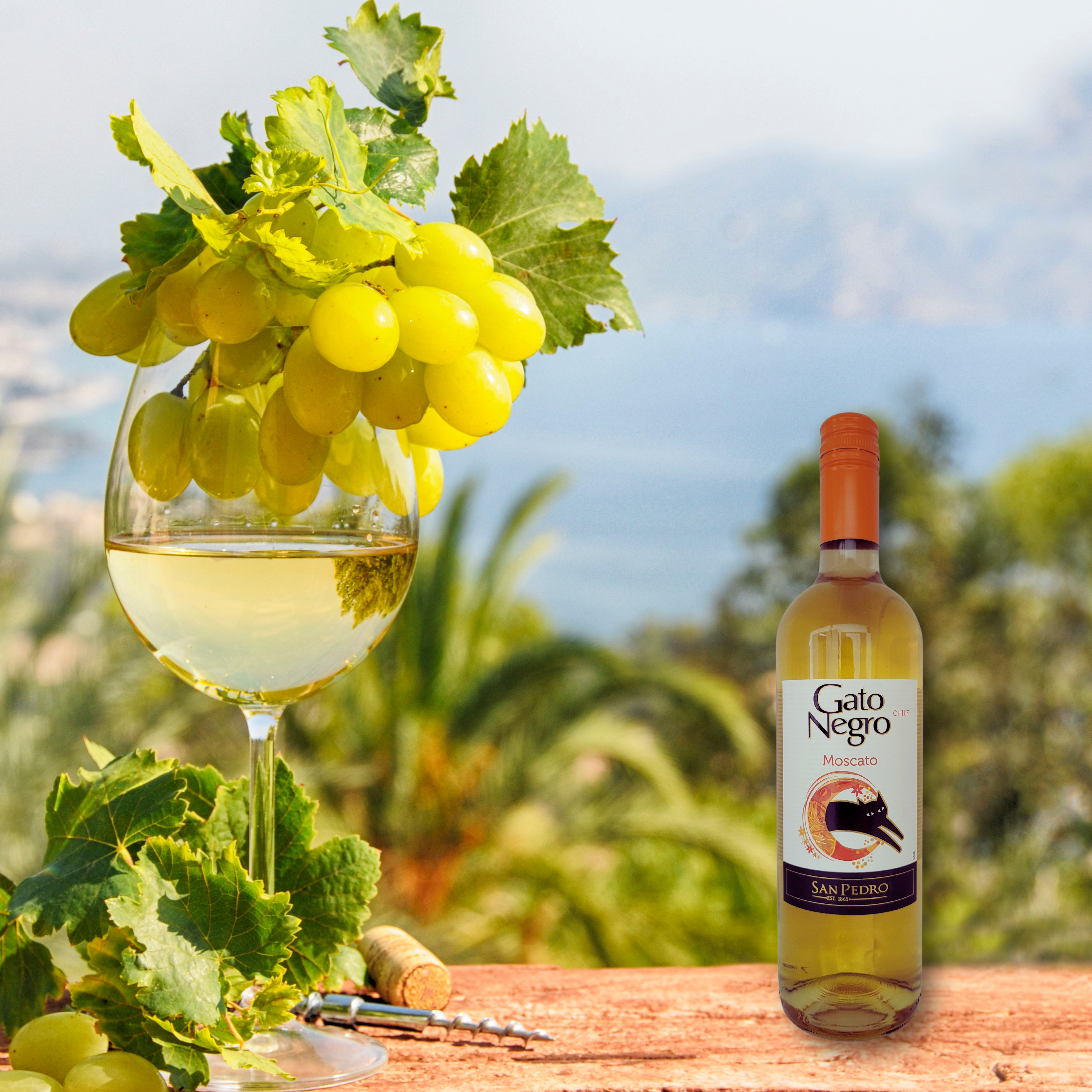 Gato Negro Moscato 2021, 750mL