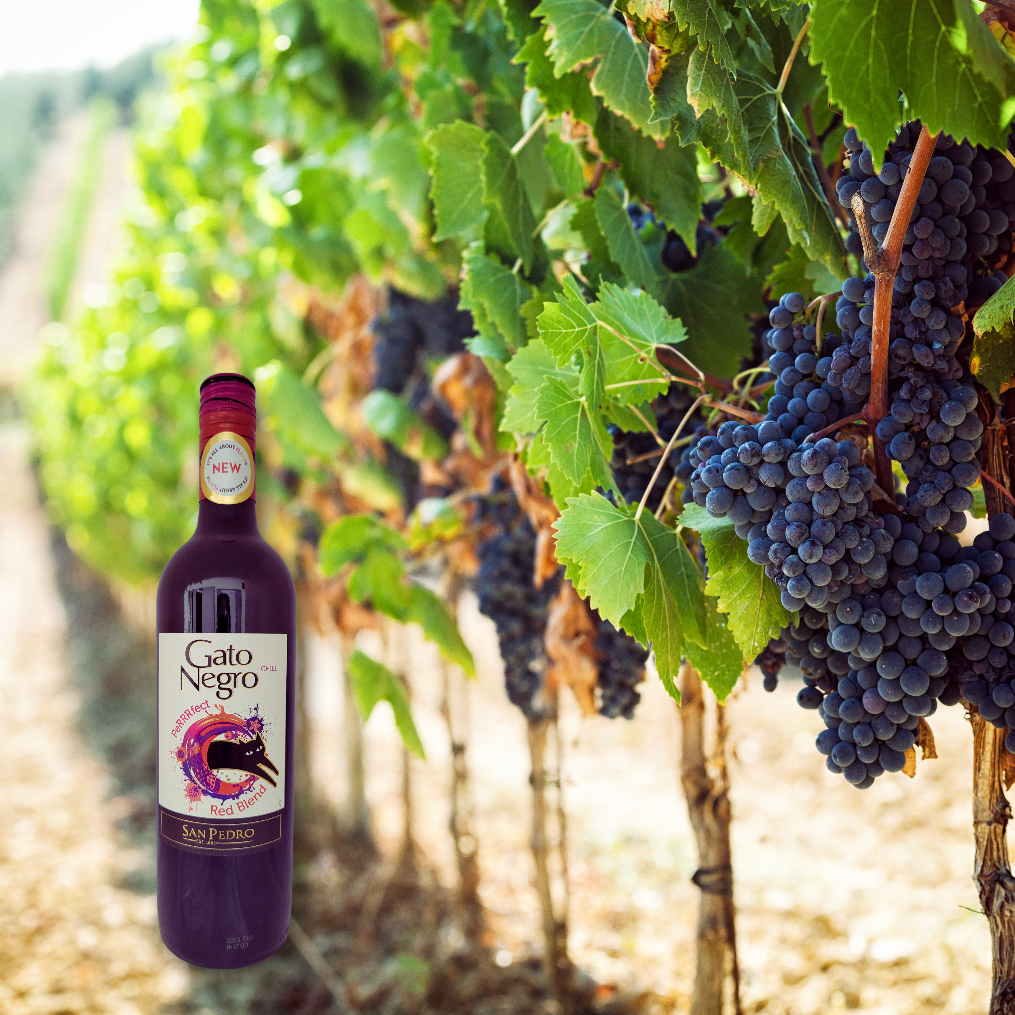 Gato Negro Red Blend, 750mL