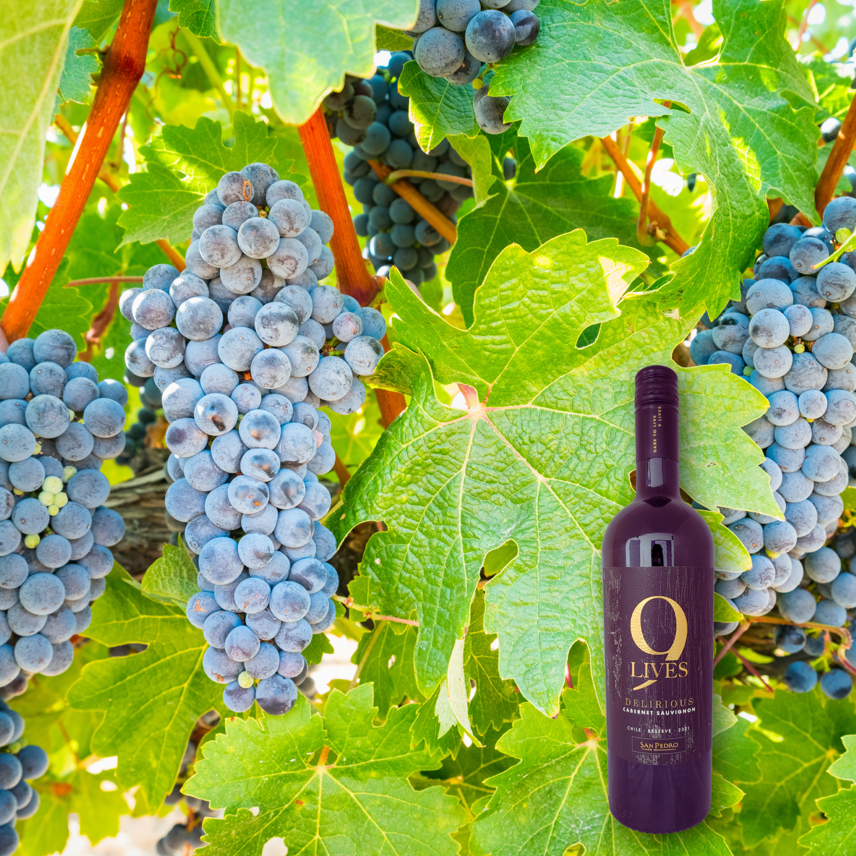 9 Lives Cabernet Sauvignon 2021