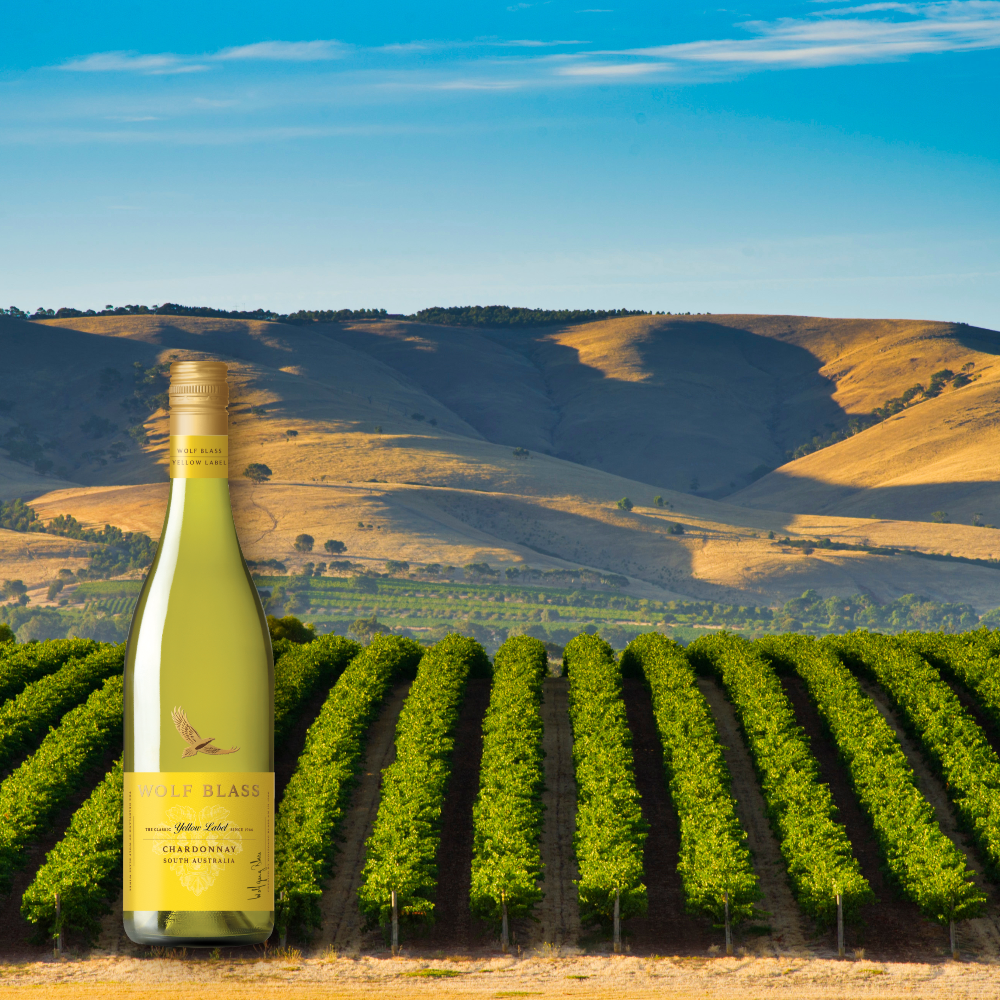 Wolf Blass Yellow Label Chardonnay, 750mL