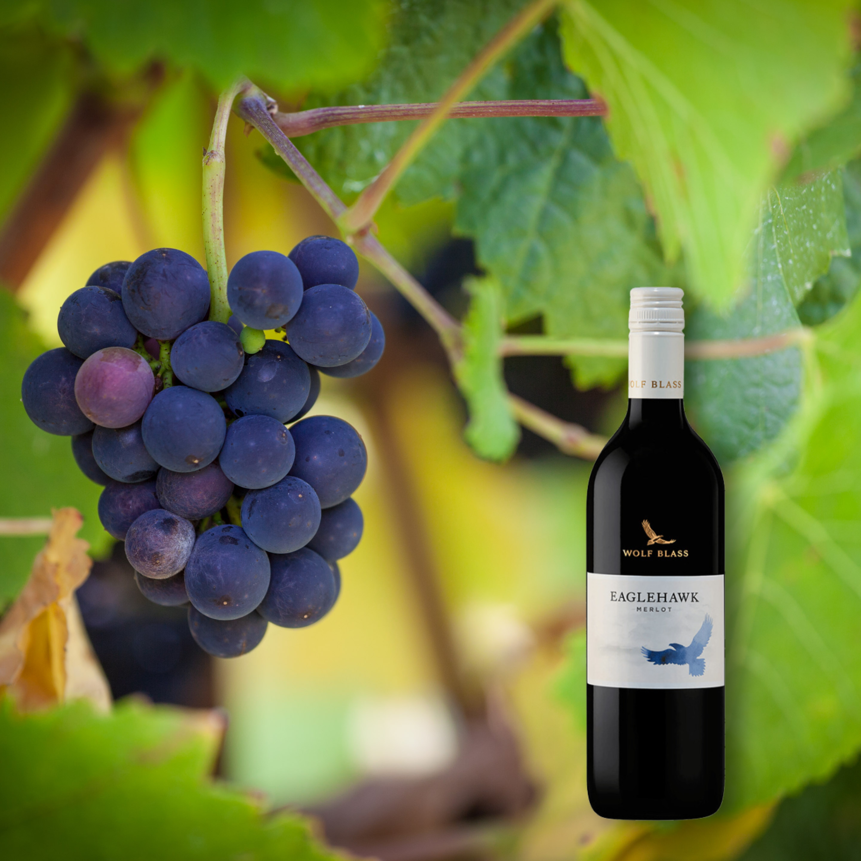 Wolf Blass Eagle Hawk Merlot, 750 mL