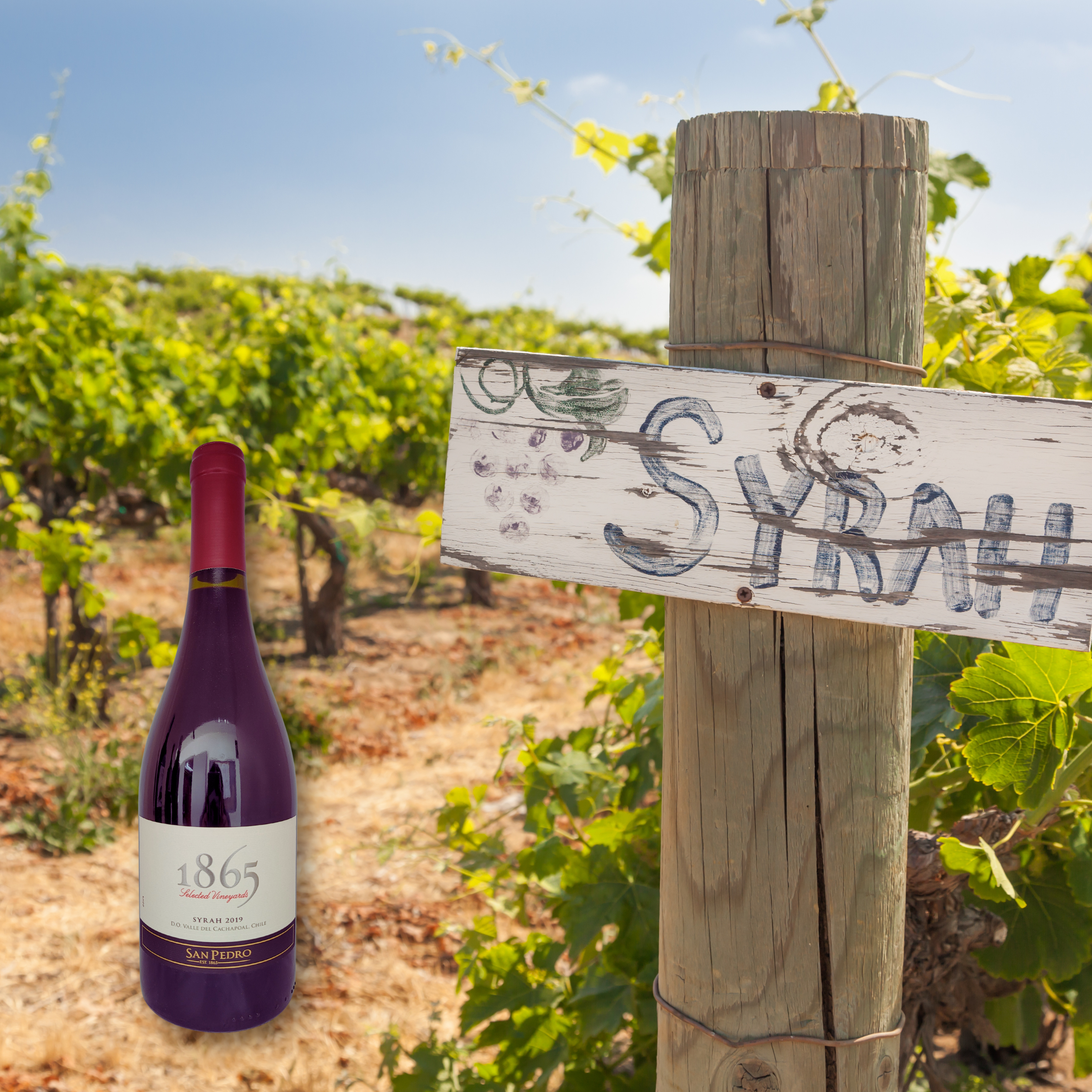 1865 Syrah 2019, 750mL