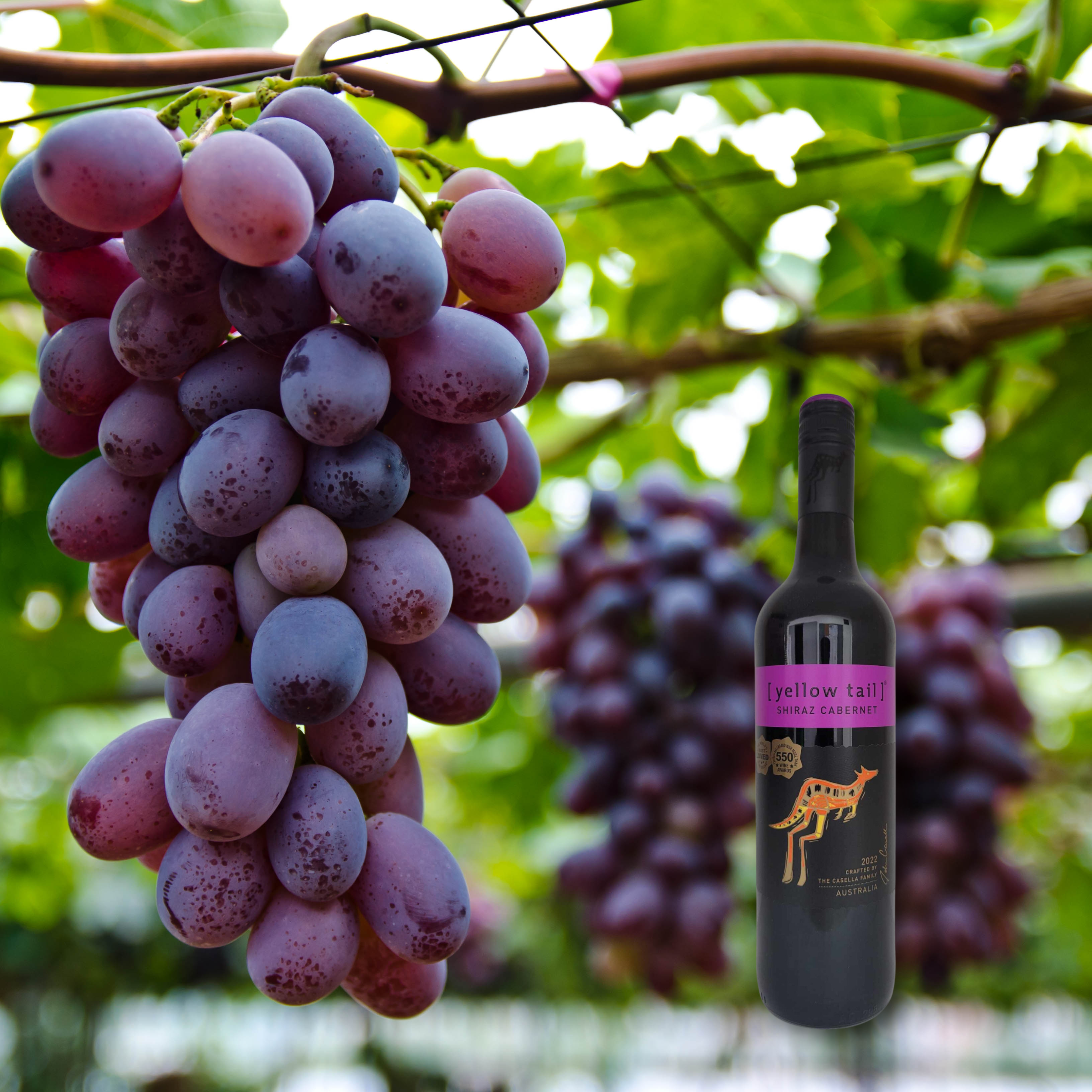 Yellow Tail Shiraz Cabernet 2021