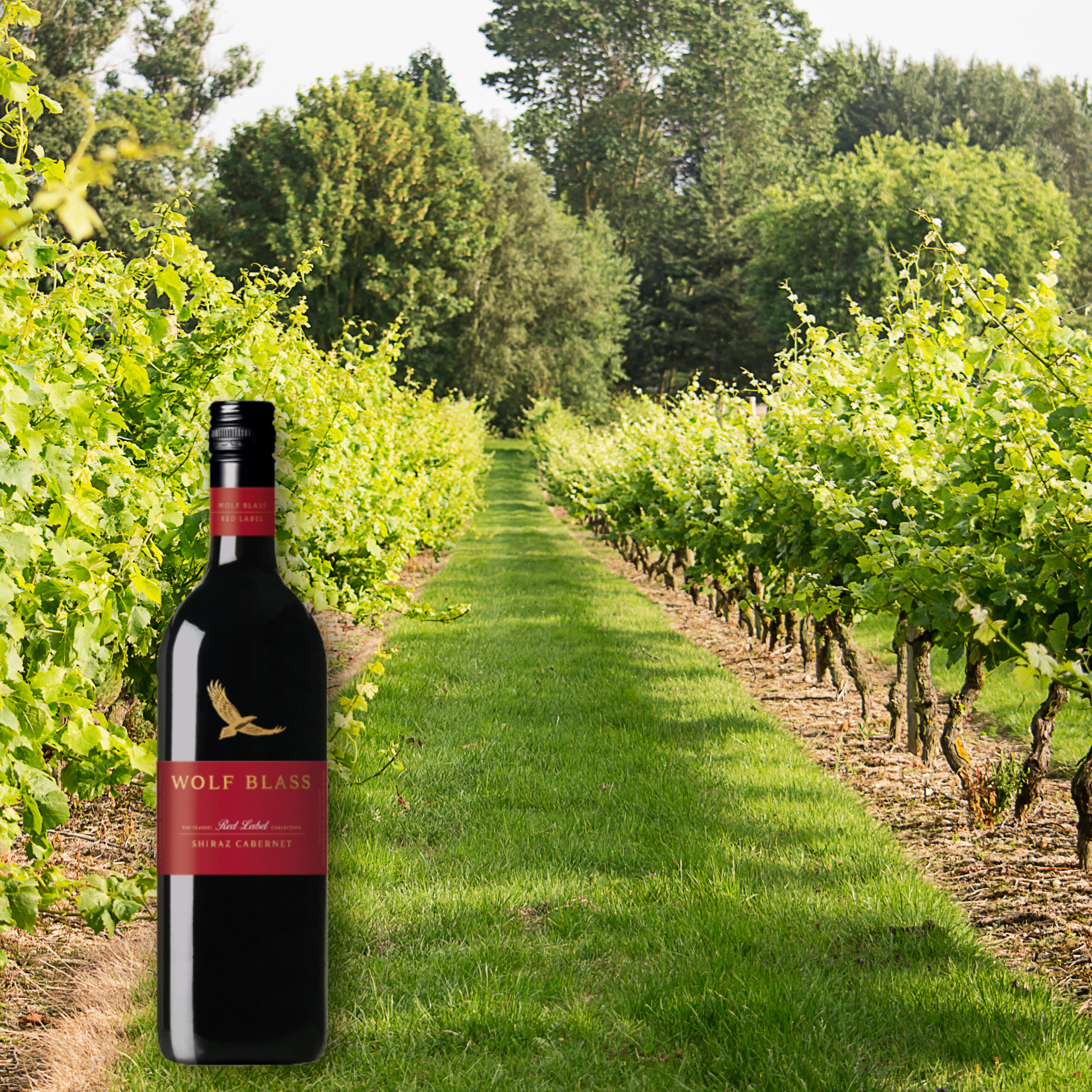 Wolf Blass Red Label Shiraz Cabernet, 750mL