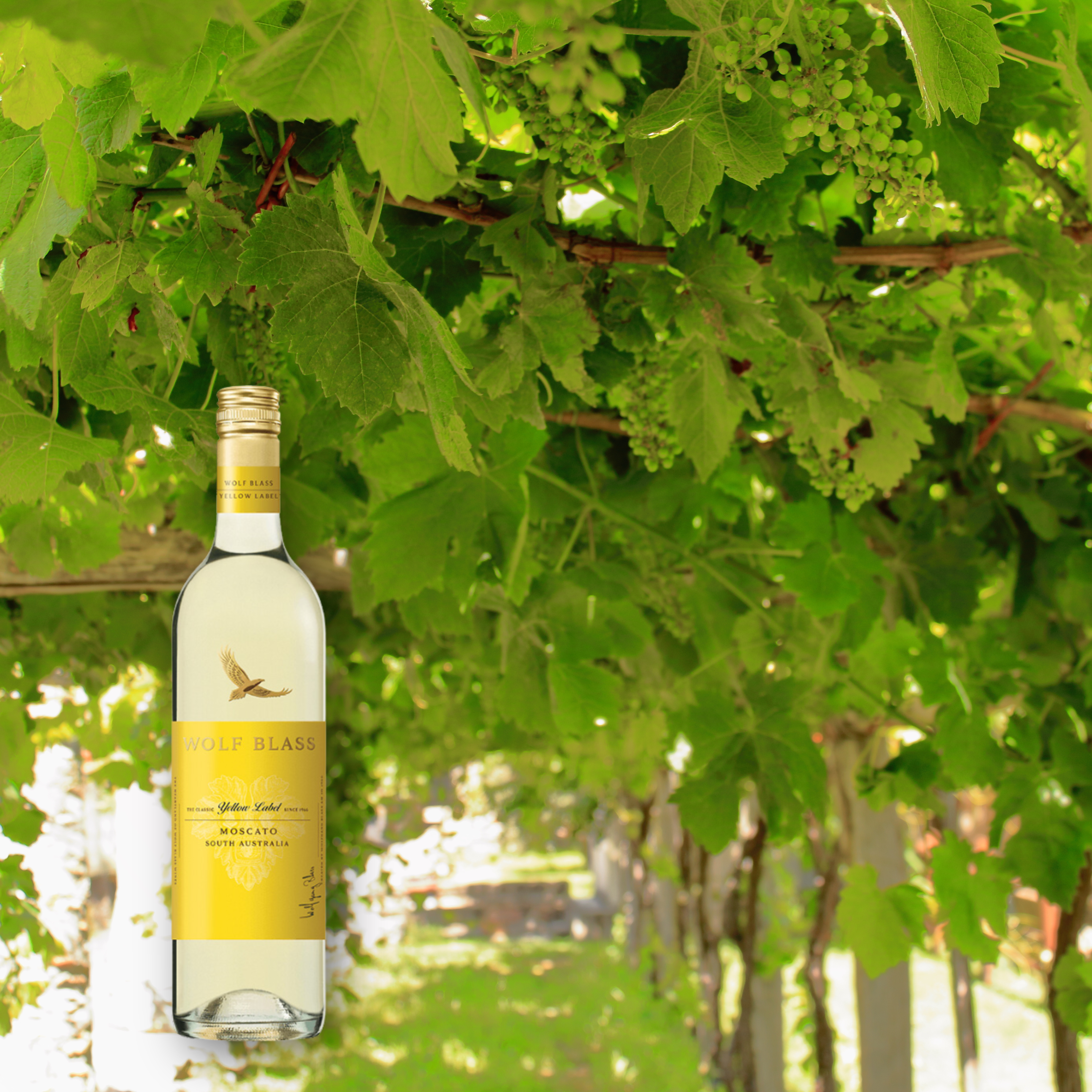 Wolf Blass Yellow Label Moscato, 750mL