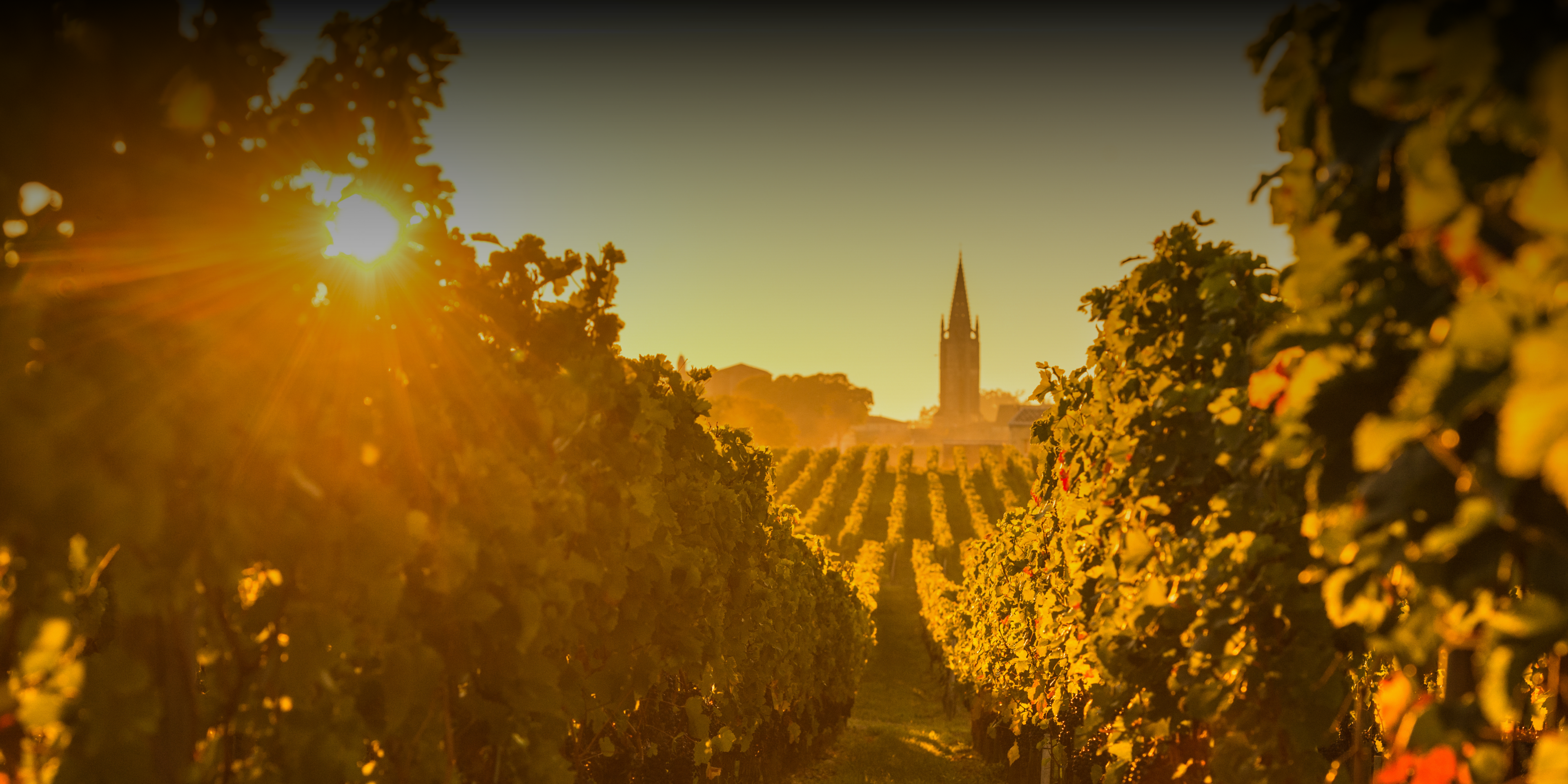 Image of Wine Farm with the sun rising